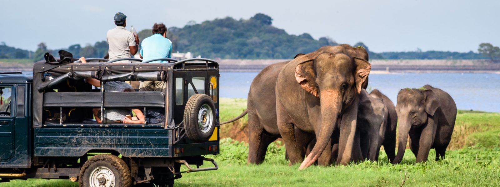 Wildlife Vets to be moved to essential areas